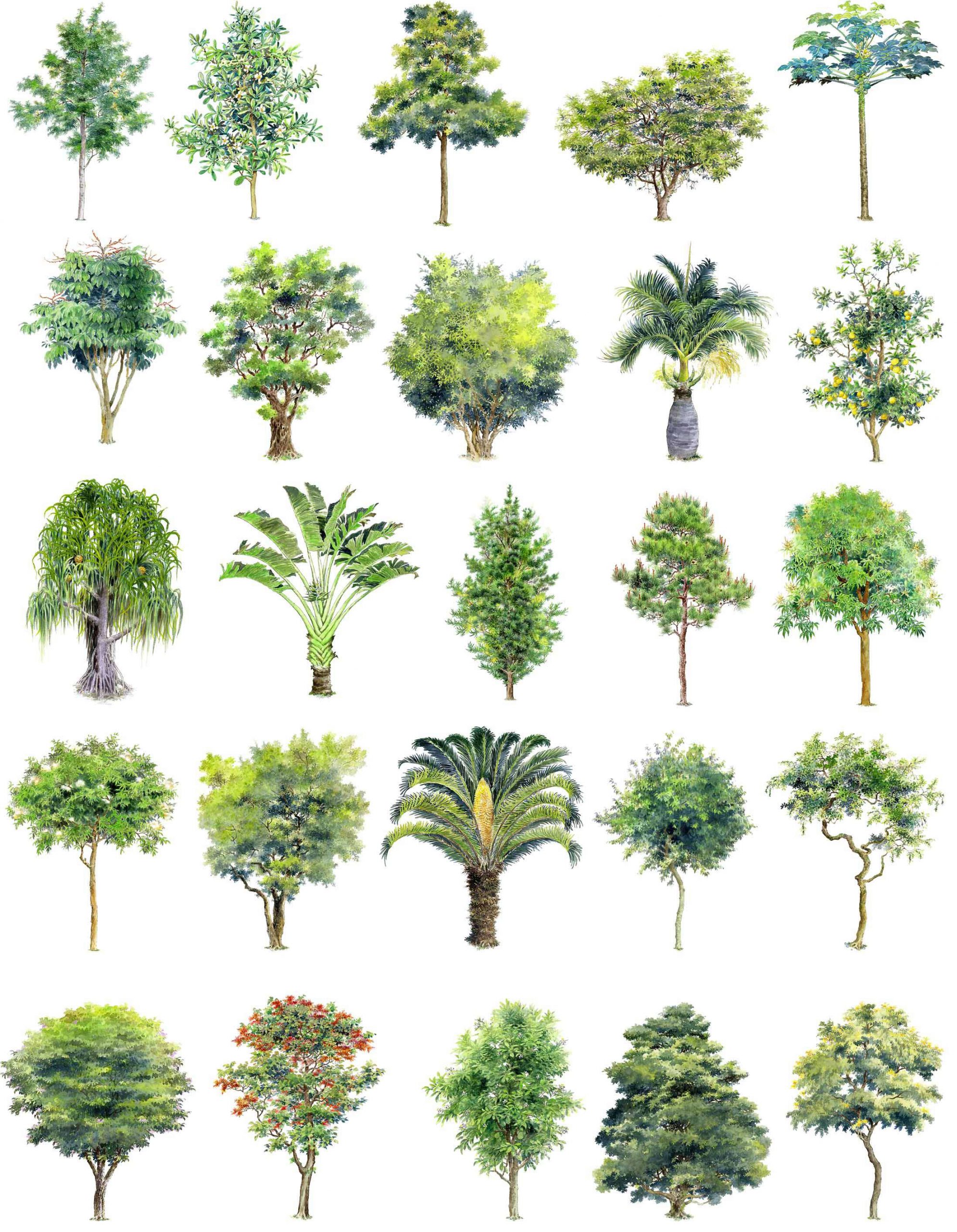 ★【 Hand painted Tree PSD Landscape Blocks 】Tree PSD Landscape Blocks V2 - Image 3